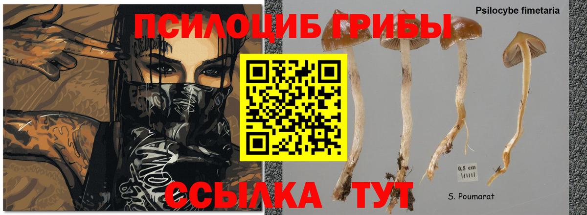 Псилоцибиновые грибы мухоморы  Вход с VPN  Котлас  Псилоцибиновые грибы мицелий 